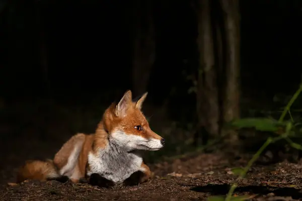 Κοντινό Πλάνο Μιας Νεαρής Κόκκινης Αλεπούς Που Κείτεται Στο Δάσος Εικόνα Αρχείου
