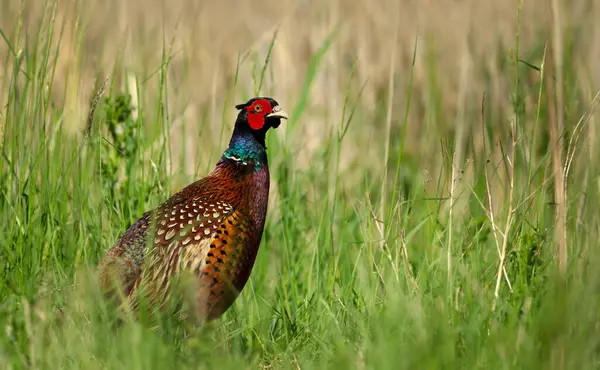 Κοντινό Πλάνο Ενός Αρσενικού Pheasant Που Στέκεται Ένα Λιβάδι Royalty Free Φωτογραφίες Αρχείου