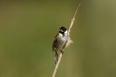 Close-up of a common reed bunting calling on a reed clipart