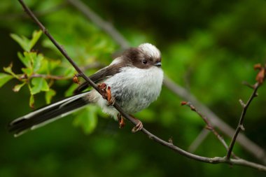 Close-up of a long tailed tit juvenile perched on a tree branch in spring