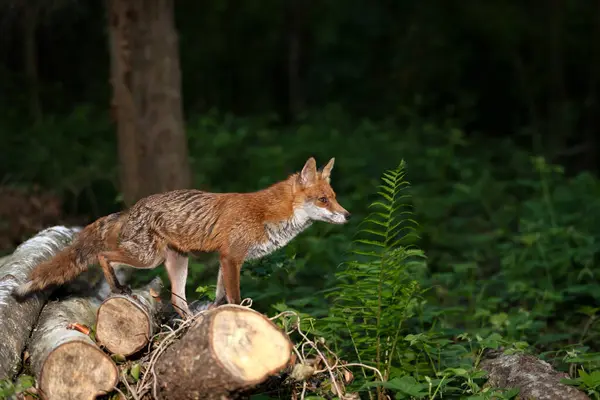 Ormandaki Ağaç Kütüklerinin Üzerinde Duran Kırmızı Tilkinin Yakın Çekimi - Stok İmaj