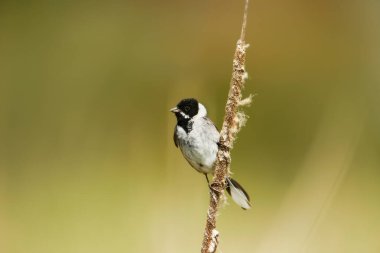 Close-up of a common reed bunting perched on a reed clipart
