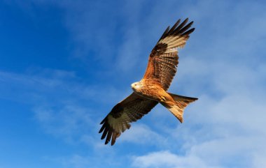 Close-up of a Red kite in flight against blue sky