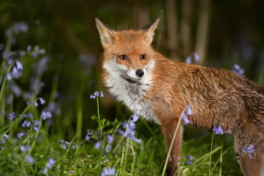 Baharda çan çiçekleri arasında kızıl bir tilkinin yakın çekimi