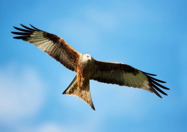 Close-up of a Red kite in flight against blue sky