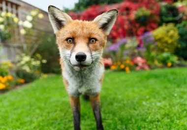 Çiçek bahçesindeki yeşil çimlerin üzerinde duran meraklı kırmızı tilkinin yakın çekimi.