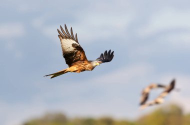 Close-up of a Red kite in flight against blue sky