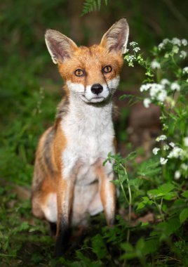 Ormanda oturan sevimli kırmızı tilki yavrusunun yakın çekimi..