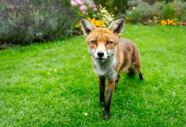 Çiçek bahçesindeki yeşil çimlerin üzerinde duran meraklı kırmızı tilkinin yakın çekimi.