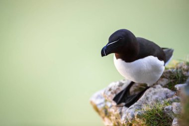 Kayaya konmuş bir Razorbill 'in yakın çekimi