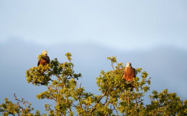 Close-up of a two red kites perched in a tree