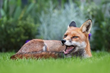 Bahçedeki yeşil çimlerin üzerinde yatan kırmızı tilkinin yakın çekimi.