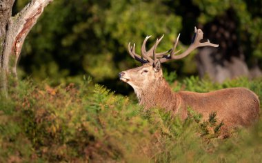 Sonbaharda tekdüze geçen kırmızı bir geyiğin yakın çekimi.
