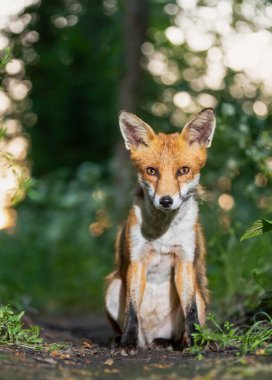 Ormanda oturan sevimli kırmızı tilki yavrusunun yakın çekimi..