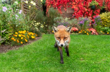Çiçek bahçesindeki yeşil çimlerin üzerinde duran meraklı kırmızı tilkinin yakın çekimi.
