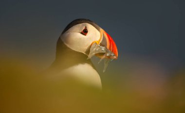 Close-up of Atlantic puffin with sand eels in its beak clipart