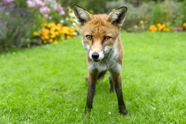 Çiçek bahçesindeki yeşil çimlerin üzerinde duran meraklı kırmızı tilkinin yakın çekimi.