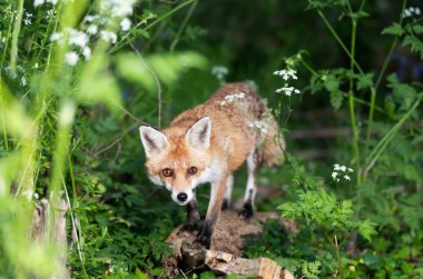Ormandaki bir ağacın üzerinde duran kırmızı tilkinin yakın çekimi..