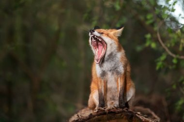 Ormanda esneyen kızıl tilkinin yakın çekimi.