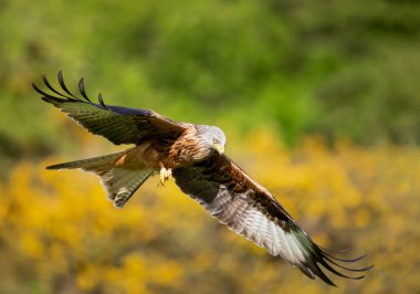 Renkli arkaplana karşı uçan kırmızı bir uçurtmanın yakın çekimi