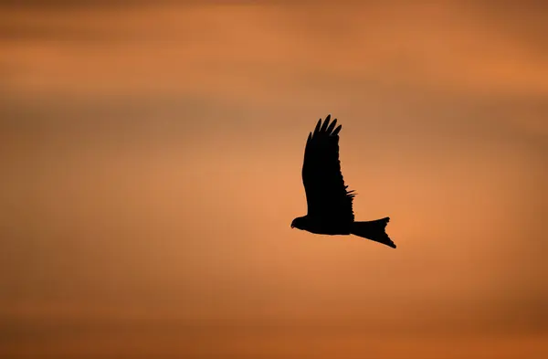 Stock image Silhouette of a red kite in flight at sunset, UK.