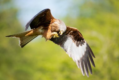 Kırmızı bir uçurtmanın renkli arka planda uçarken yakın plan görüntüsü