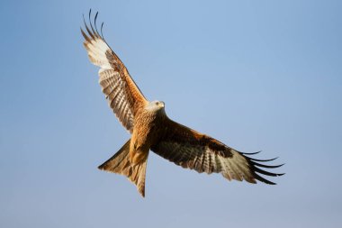 Close-up of a Red kite in flight against blue sky