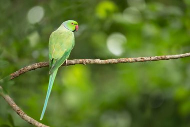 Bir ağaç dalına tüneyen Gül halkalı bir muhabbet kuşunun yakın çekimi