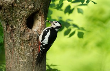 Benekli ağaçkakan yavruları besleyen bir erkeğin yakın çekimi.