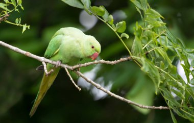 Bir ağaç dalına tüneyen Gül halkalı bir muhabbet kuşunun yakın çekimi