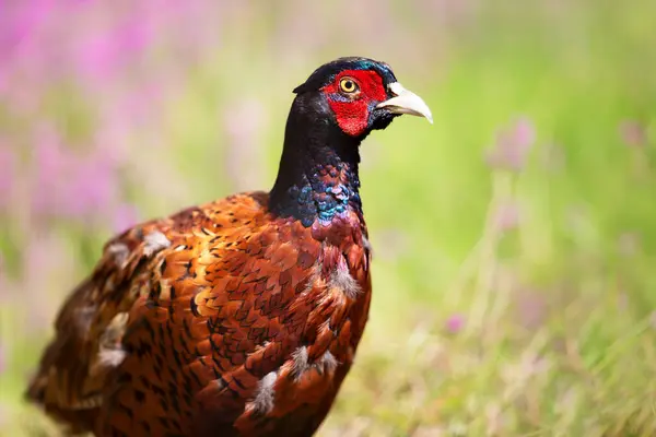 stock image Close-up of a male common pheasant standing in the meadow