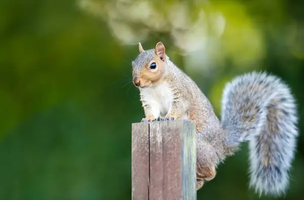 stock image Close-up of a cute grey squirrel standing on a garden fence post