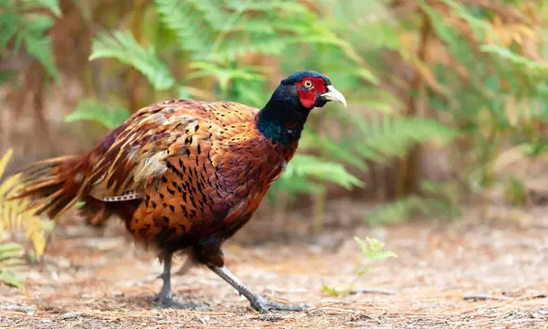 stock image Close-up of a male common pheasant walking in the meadow