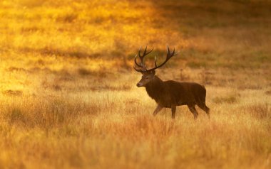 Red deer stag walking through golden grass at sunrise, UK.