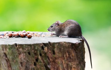 Brown rat eating seeds and nuts scattered on tree stump, UK. clipart