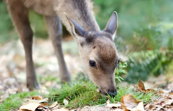 stock image Portrait of a curious sika deer female eating grass in the forest, UK.