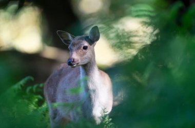 Portrait of a curious sika deer female standing in the forest, UK. clipart