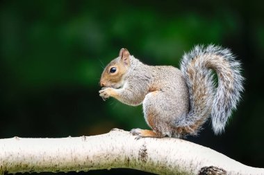 İngiltere 'de huş ağacının dalında yemek yiyen gri sincabın portresi..