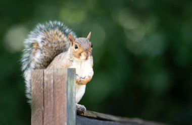 İngiltere 'de bahçe çitlerinde duran şirin gri bir sincabın portresi..