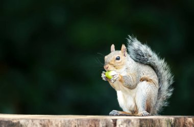 Portrait of a grey squirrel eating acorn on a tree stump in autumn, UK. clipart