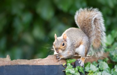 Bahçe çitinde oturan meraklı gri sincabın yakın çekimi.