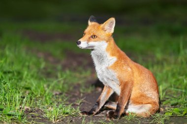 İngiltere 'de bir ormanda şirin bir kızıl tilki yavrusunun portresi..