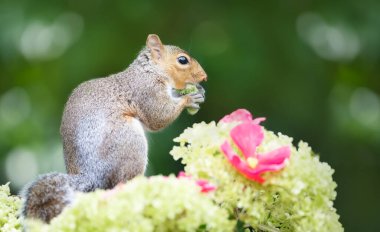 Portrait of a grey squirrel eating green hazelnut among colourful flowers, UK. clipart