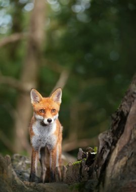 İngiltere 'de bir ormanda ağaçta duran sevimli kırmızı tilki portresi..