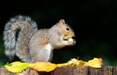 Portrait of a grey squirrel eating hazelnut on a tree stump in autumn, UK. clipart