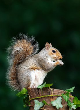 Portrait of a grey squirrel eating nut on a tree stump, UK. clipart