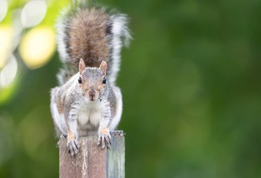 Meraklı gri bir sincabın portresi İngiltere 'de bahçe çitleri üzerinde oturuyor..