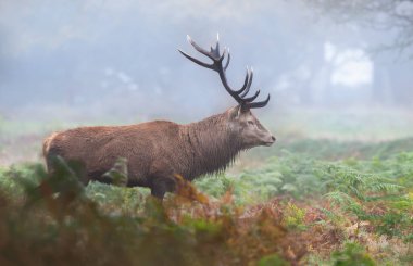 Sonbaharda İngiltere 'deki monotonluk döneminde kızıl geyik sisin içinde yürüyor..