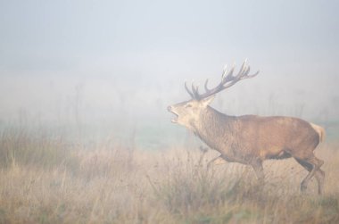Geyik geyiği, sonbaharda İngiltere 'deki monotonluk döneminde sisin içinden sesleniyor..