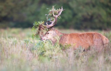 Sonbaharda İngiltere 'deki monoton ortamda geyik boynuzları üzerinde yürüyen baskın kırmızı geyik..